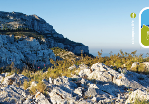 flore-des-calanques-1-parc-national-calanques-marseille-cassis-la-ciotat.png