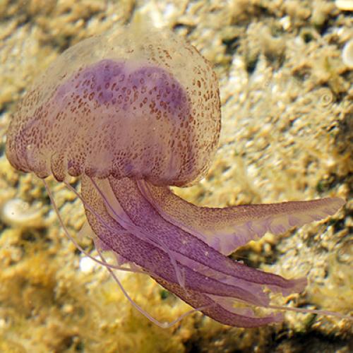 400400pelagia_noctiluca_sardinia.jpg