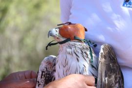 Aigle de Bonelli dans les main des soigneurs