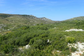 Paysage de garrigue