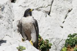 faucon-pelerin-1-jp-durand-calanques-marseille-cassis-la-ciotat.jpg