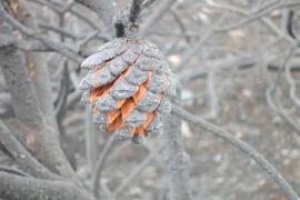 une-espece-brulee-le-pinus_halepensis-pncal.jpg