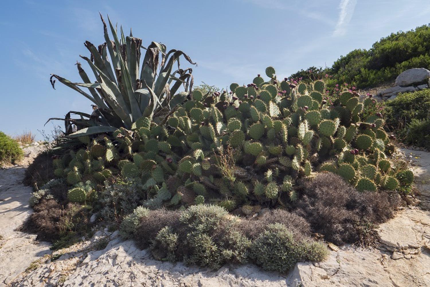 Les Plantes Exotiques Envahissantes | Parc National Des Calanques