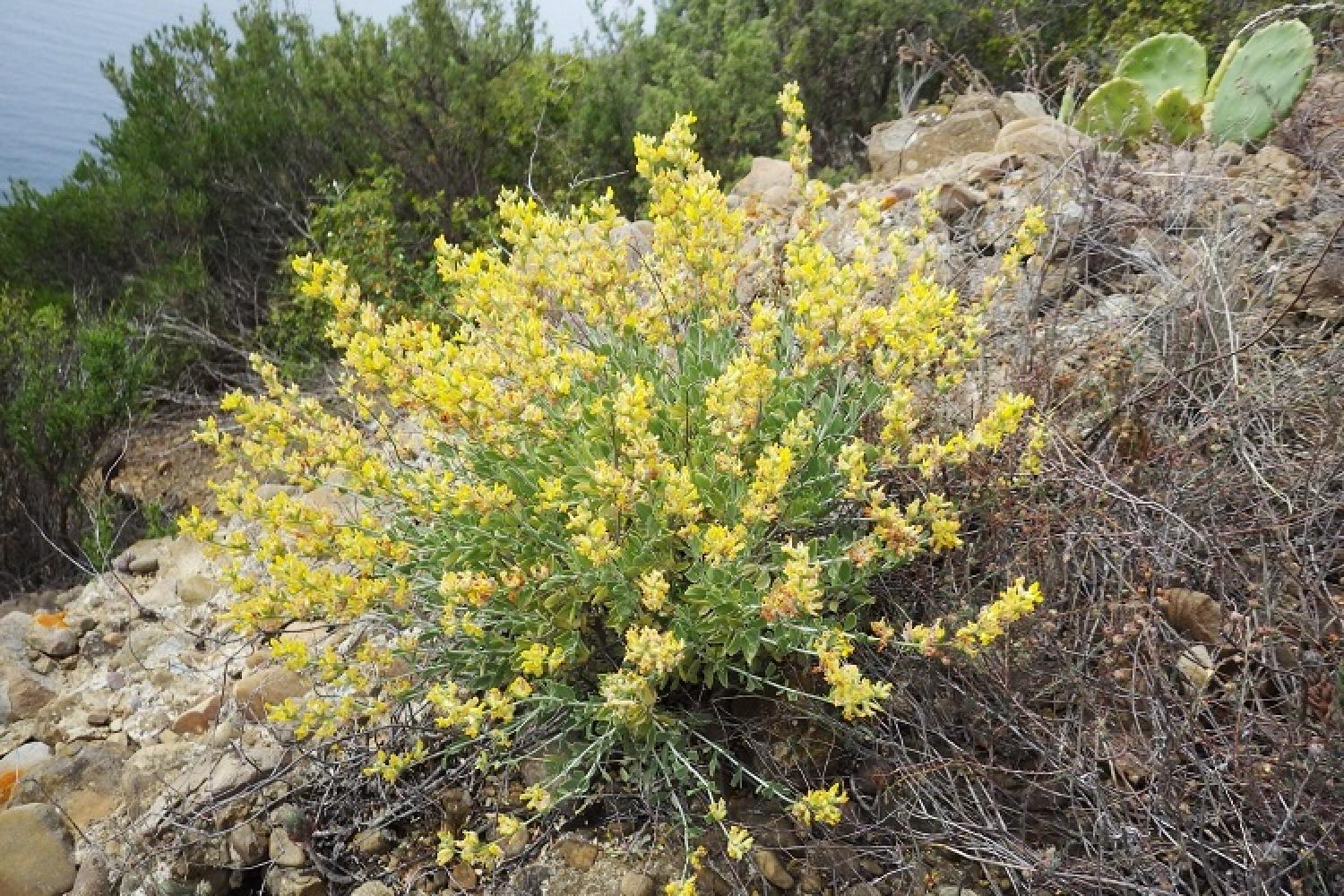 anthyllis-faux-cytise-1-parc-national-calanques-marseille-cassis-la-ciotat.jpg