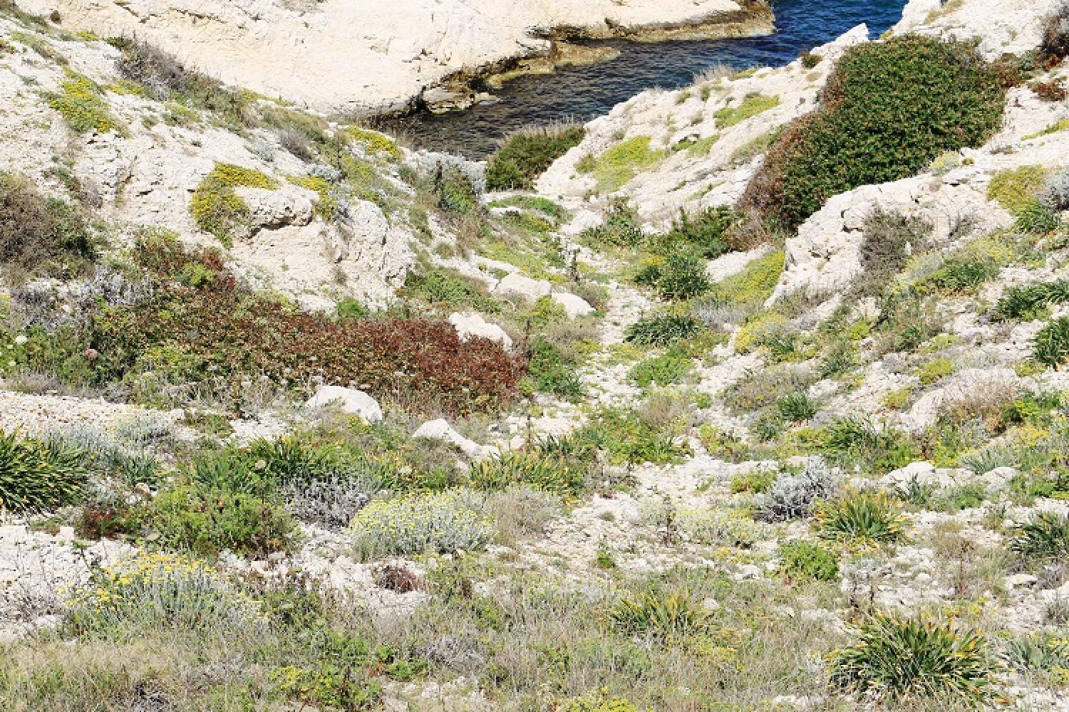 phryganes-calanques-marseille-cassis.jpg