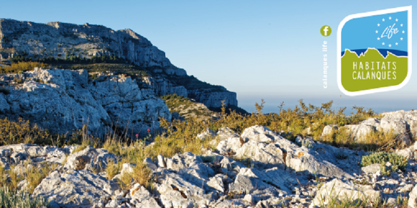 flore-des-calanques-1-parc-national-calanques-marseille-cassis-la-ciotat.png